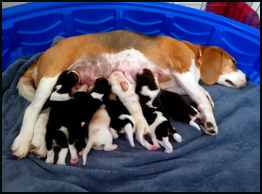 Mom's Milk Bar
